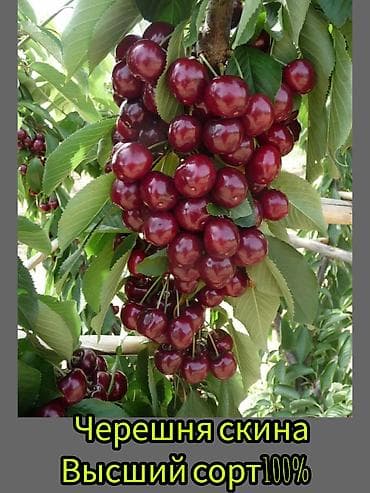 кызыл алма: Саженцы плодовых культур (разные сорта) оптом и в розницу. Успейте — 10