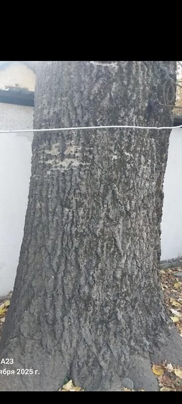 СПИЛ ДЕРЕВА