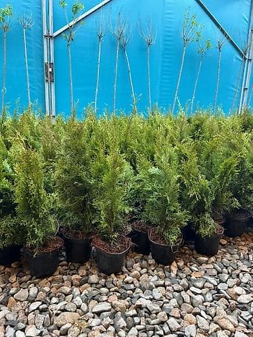 Үй жана бакча: Хвойные саженцы в контейнерах для озеленения участков - — 4