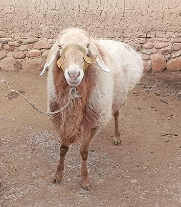 мышык сатам: Сатам | Кочкор (эркек) | Аргын | Көбөйтүү үчүн — 1