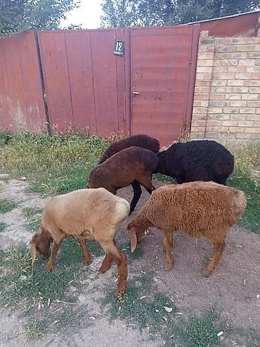 кошки в ош: Продаю | Овца (самка), Баран (самец) | Арашан | Для разведения | Осеменитель — 7