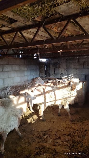 лошадь кабыла: Продаю | Овца (самка) | Для разведения — 8