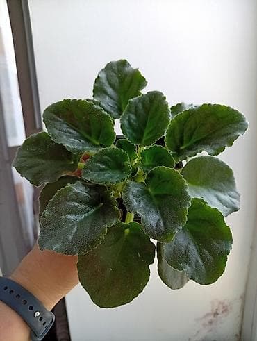 цветы канны: Продаю фиалки есть детки — 4