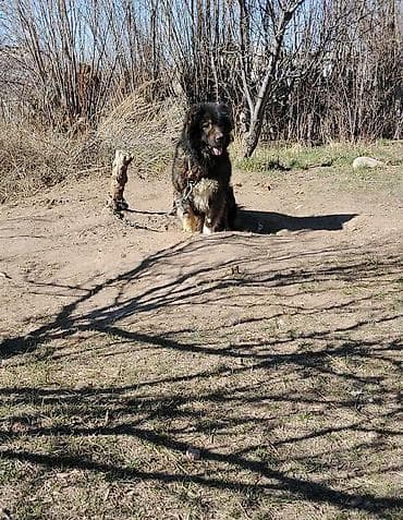 Кавказская овчарка два с половиной года . надёжный охранник самец
