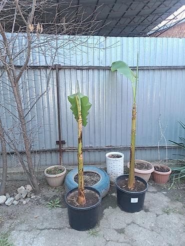 фруктовая корзина цена: Продаю банановое дерево в наличии 2шт большие, за штуку 1500с, сейчас — 2