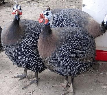 Цесарки 
12 голов