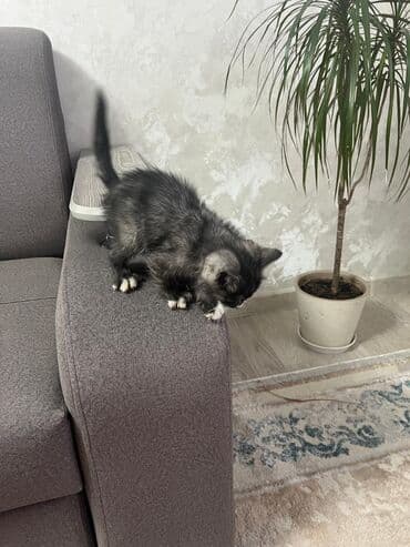 экзотическая короткошёрстная кошка: Котёнок, пушистый черно‑дымчатый с белыми “носочками” и грудкой — 4