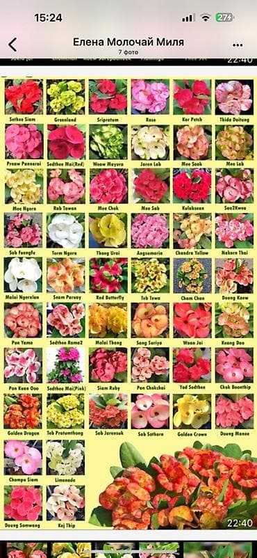 кактус эхинопсис: Молочай Миля (Euphorbia milii) — коллекционные сортовые растения с — 1