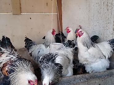 чк лошадь: Продаю | Куры, Петух | Брама | На забой, Для разведения — 8