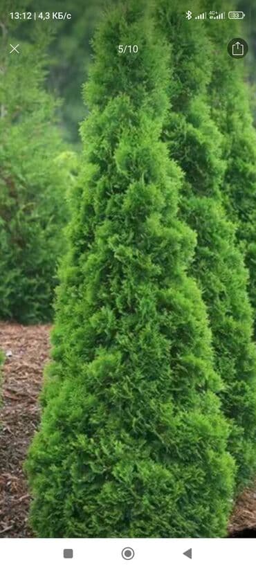 саженцы карликовых плодовых деревьев: Саженцы деревьев: Туи — 3