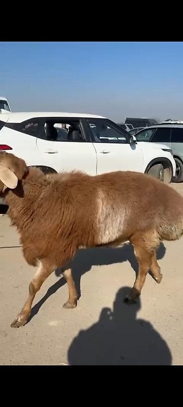 уй кой: Продаю | Баран (самец) | Для разведения | Осеменитель — 3