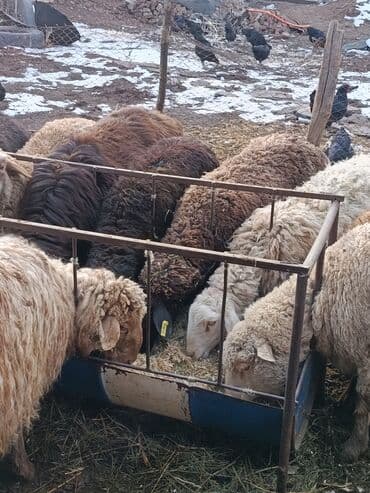 продаю в связи с переездом: Продаю | Ягненок | Меринос | На забой | Кастрированные — 5