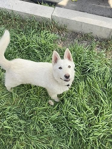 охотничий курсхар: Лайка, 4 месяца, Самец, С прививкой — 2