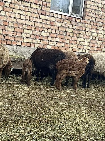 Башка жаныбарлар: Козулу койлор сатылат козулары чон чоп жеп калган 4/6/8 тишке чейин — 6