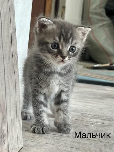 Животные: Шотландские котята: 1) девочка (Scottish fold) 2) девочка (Scottish — 5