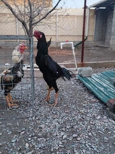 теннисный стол цена ош: Электровелосипед, Б/у — 4