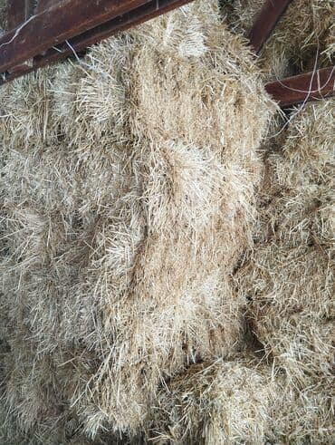 продажа домашних животных: Солома в тюках подпокровнаяс клевером - Натуральная — 1