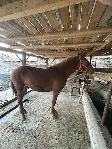 сабиз сатам: Сатам | Бээ (ургаачы) | Көбөйтүү үчүн — 2