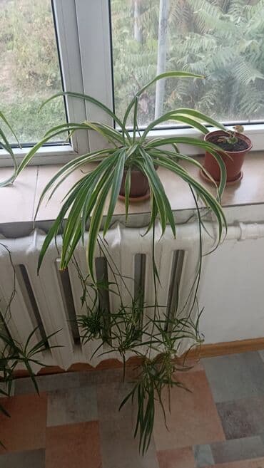 растения для аквариума: Хлорофитум вариегатный в горшке. - Комнатное растение с длинными — 6