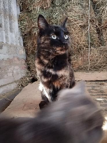 мышык сатылат: 10 айлык, Ургаачы, Аргын, Лотокко барууга үйрөтүлгөн, Курттардан тазаланган — 2