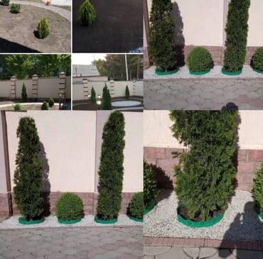 ишу работу охрана: Поссев газон✓ Посадка цветов ✓ Посадка декоративных растений ✓ — 8