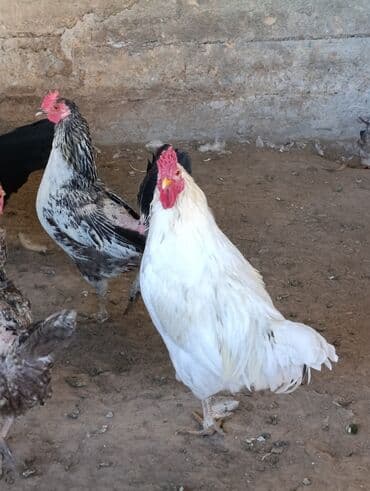 купить корм для перепелов несушек: Продаю | Петух | Для разведения — 6