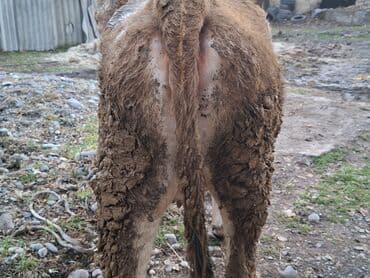 Собаки: Продаю | Корова (самка) | Для молока | Нетель — 2