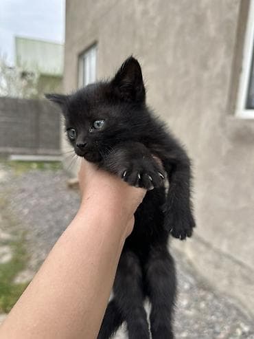 кошка кот: Ищем дом для маленьких котят 🥹 Отдаем в добрые и надежные руки💕 Им — 4