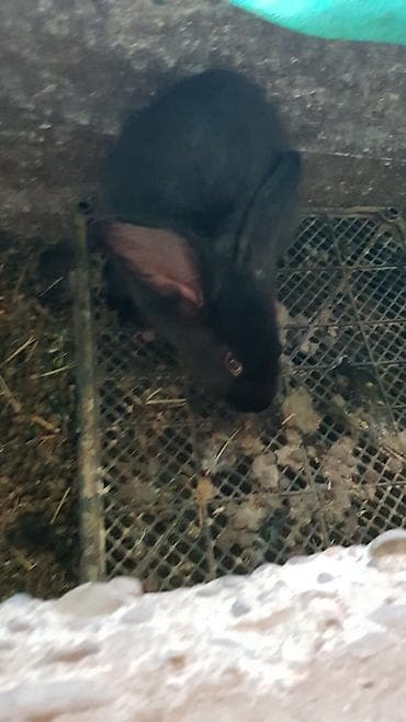 доска объявлений рыбы: Продаю | Крольчата | Для разведения — 1