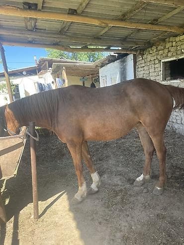 сколько стоит лабубу в кыргызстане: Продаю | Кобыла (самка) | Дончак | Рабочий — 2