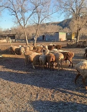 Другие животные: Кормушка для овец (круглая) - Вместимость: рассчитана на 12–14 голов — 5