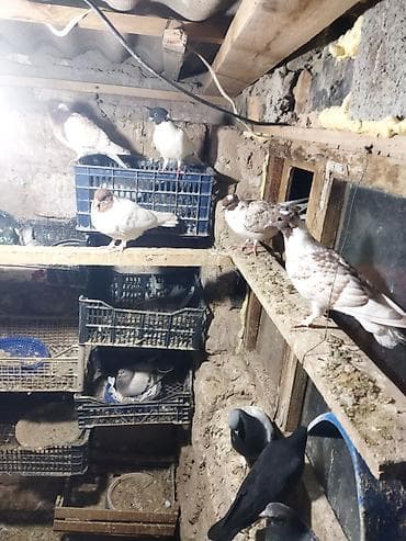 продаю кролов: Продаю голубей,головастики,пакистанцы,такла,или меняю на корм — 2