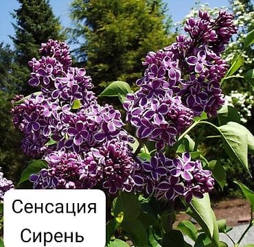 Сирень — декоративные сорта для сада Доступные сорта на фото: - lalafo.kg да Сирень — декоративные сорта для сада Доступные сорта на фото: -