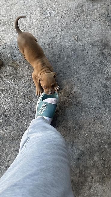 Читать внимательно! Куплю самку питбуля ургачы питбуль алам