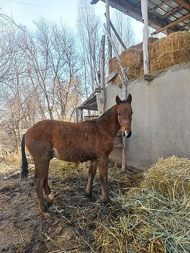 Аквариумдар: Сатам | Байтал | Аргын | Жумушка — 2