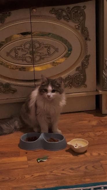 aiphone 8: Фотосъёмка | С выездом | Фотосессия — 2