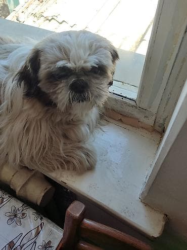 лайка цена: Щенок декоративной породы (типа ши-тцу/пекинес): компактный формат — 2