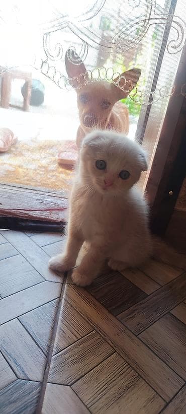 сколько стоит вислоухая кошка: Шотландские котята (Scottish Fold/Scottish Straight) метисы. к лотку — 2