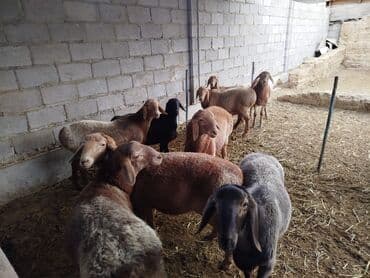 купить инкубационное яйцо с доставкой в регионы: Продаю | Овца (самка) | Для разведения | Племенные — 2