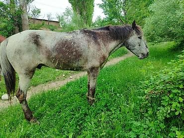 коты каракол: Сатам | Байтал | Кара Жорго — 1