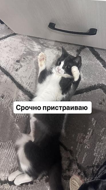 Мышыктар сатылат: Ургаачы, Лотокко барууга үйрөтүлгөн — 1