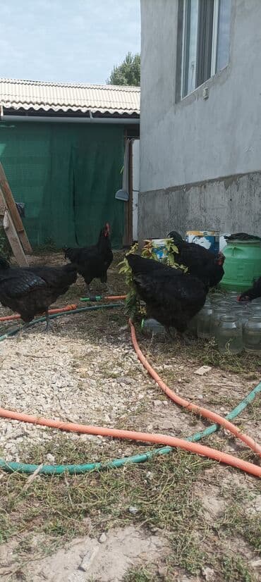 где можно купить кошку в бишкеке: Джерси гигант — 2