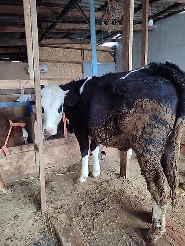 хомяки с клеткой: Продаю | Тёлка | Полукровка, Голштин | На откорм | Привязанные — 4