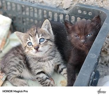 Котята - Породы: домашние короткошёрстные. - Окрас: один тигровый