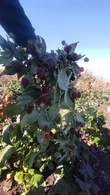 кухонный гарнитур фото и цены бишкек: Малина кочот сатылат! Продаю саженцы малины. Сорт полька — 3