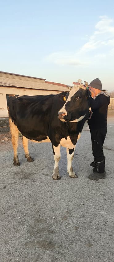 дратхаар купить: Продаю | Корова (самка) | Для молока | Племенные, Стельные, Искусственник — 2