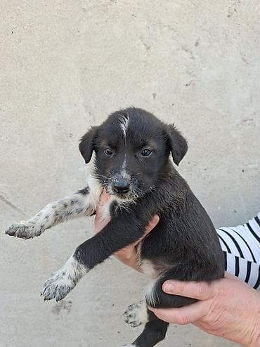 Вязка собак: Щенки средних размеров, помесь дворняжек/пастушьих типов. Возраст — — 4