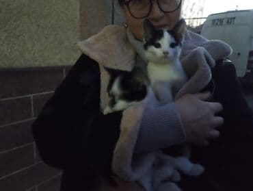 переноска для кошек бу: Кошка даром: Беспородная, 1 месяц, Мальчик, Приучена к лотку — 3