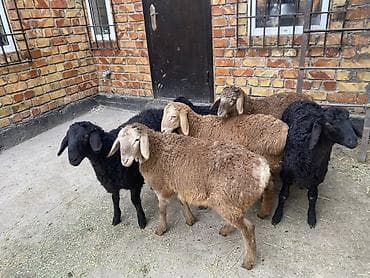 Үй жаныбарлары: Сатам | Козу | Союуга — 2