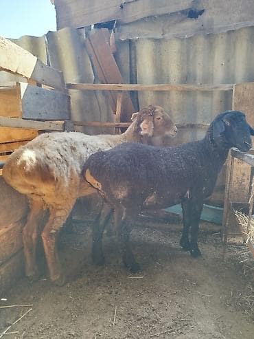 декоративная рыба: Продаю | Овца (самка) | Для разведения | Матка — 3